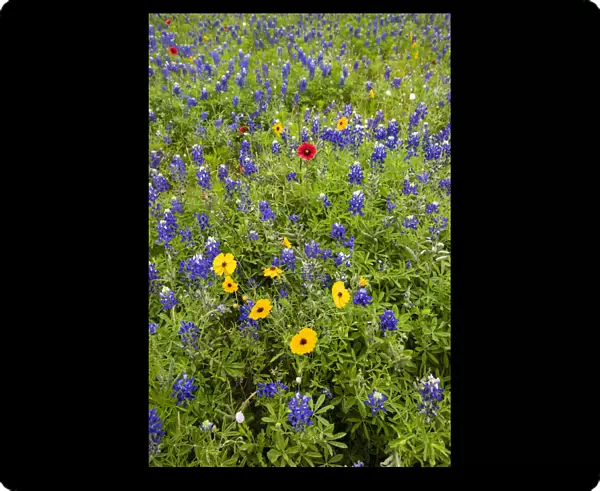 Wildflowers including Texas Bluebonnets (Lupinus texensis