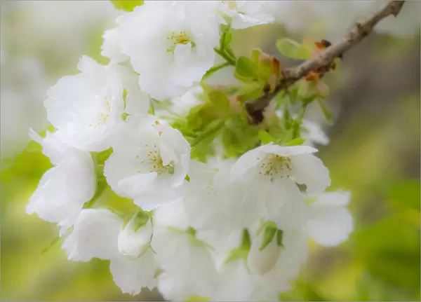 USA, Washington State, Seattle, Washington Arboretum, Springtime cherry blooming