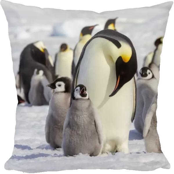 Antarctica, Snow Hill. Emperor penguin chicks stand near an adult in the hopes of being