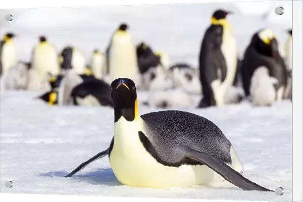 Antarctica, Snow Hill. An emperor penguin adult lies in the snow at the edge of