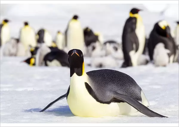 Antarctica, Snow Hill. An emperor penguin adult lies in the snow at the edge of