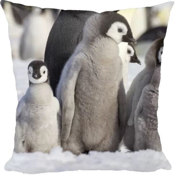 Antarctica, Snow Hill. A group of emperor penguin chicks huddle together which emphasizes