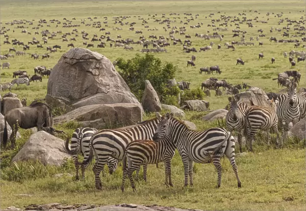 Large wildebeest herd and Burchells zebras during migration, Serengeti National Park