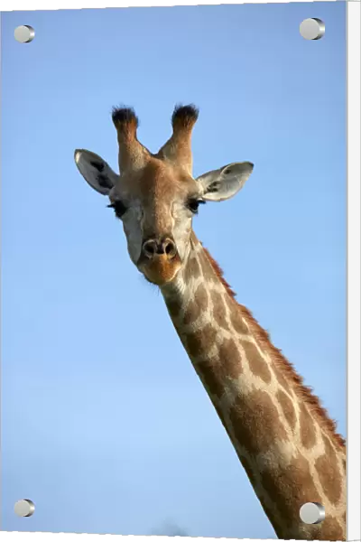 Giraffe (Giraffa camelopardalis angolensis), Chobe National Park, Botswana, Africa