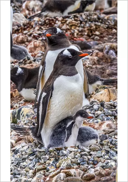 Gentoo Penguin family and chick, Yankee Harbor, Greenwich Island, Antarctica