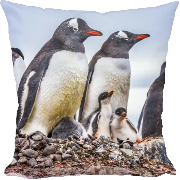 Gentoo Penguin family and chicks, Yankee Harbor, Greenwich Island, Antarctica