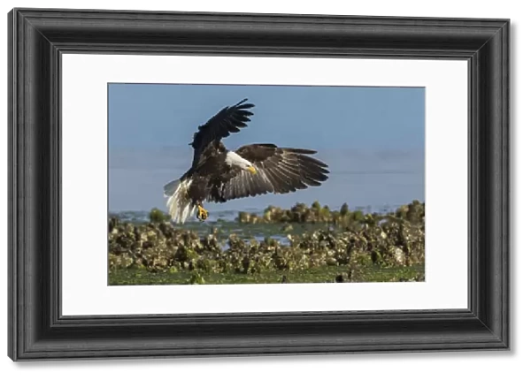 Bald eagle alight in oyster bed