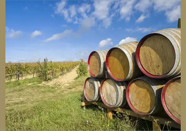 Italy, Tuscany. Wine barrels in a vineyard in Tuscany