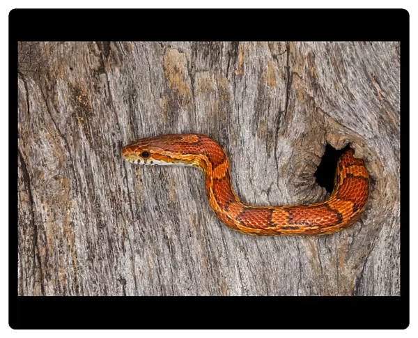 Corn Snake emerging from hole in barn