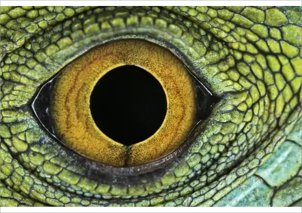 Close-up of Juvenile Green basilisk lizard eye structure