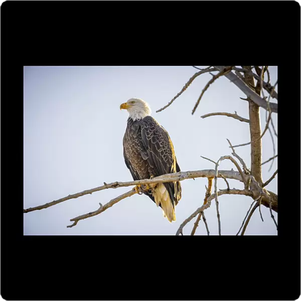 USA, Colorado, Windsor. American bald eagle on limb