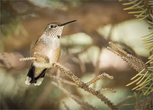 USA, Colorado, hummingbird