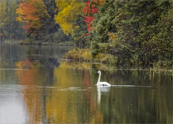 Fall colors and Trumpeter Swan, Council Lake, Hiawatha National Forest