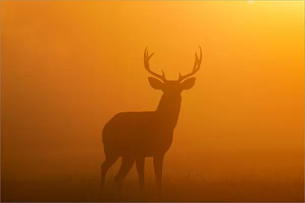 White-tailed Deer (Odocoileus virginianus) male in morning fog