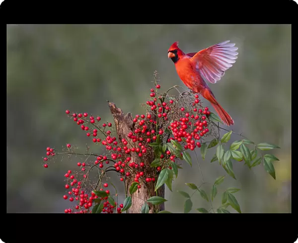 Northern Cardinal (Cardinalis cardinalis) landing