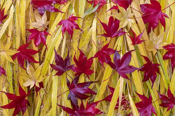 USA, Washington State, Seabeck. Japanese maple leaves fallen on Japanese forest grass