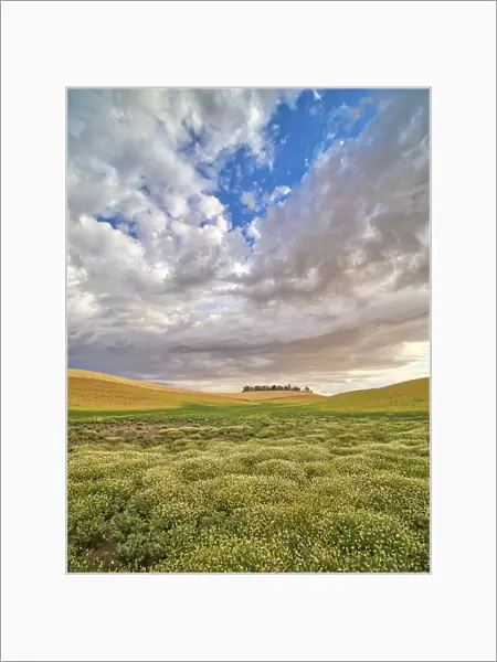 USA, Washington State, Palouse. Flowers Blooming at harvest time with large clouds