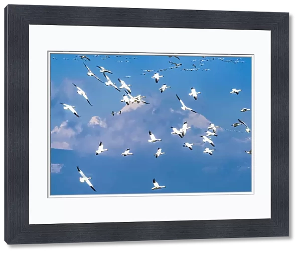 Snow geese flying, Skagit Valley, Washington State