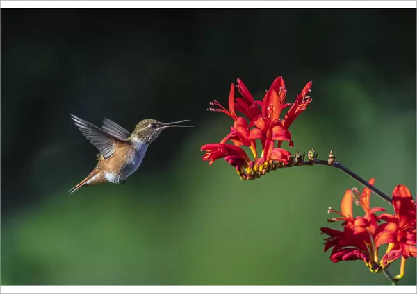 USA, Washington State, Sequim. Rufous hummingbird and flowers