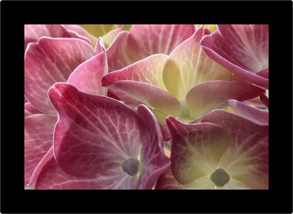 USA, Washington State, Seabeck. Hydrangea blossoms close-up