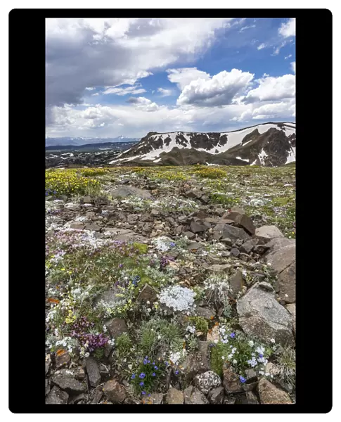 USA, Wyoming. An alpine meadow of wildflowers and boulders with clouds, Beartooth Pass