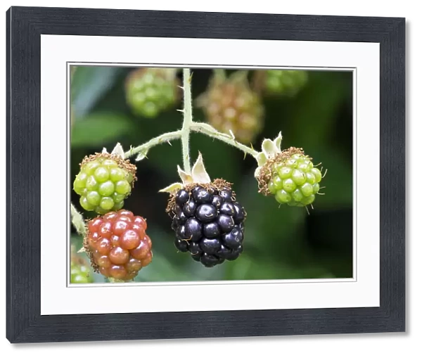 Washington State. Himalayan blackberry berries