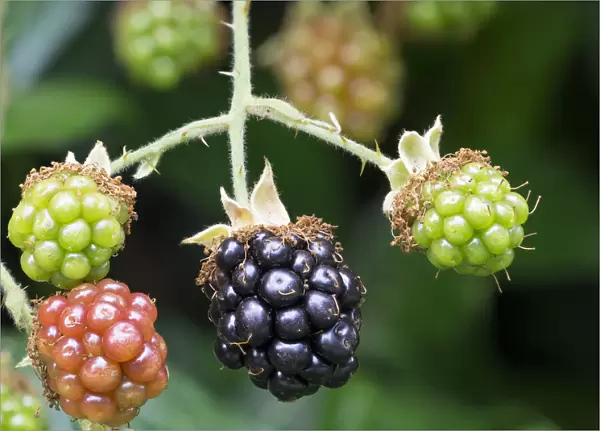 Washington State. Himalayan blackberry berries