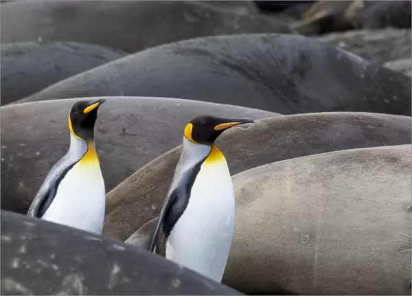 Southern Ocean, South Georgia. King penguins find their way through the elephant seals