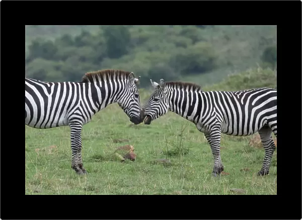 Africa, Kenya, Serengeti, Msai Mara. Plains zebra aka common or Burchells zebra
