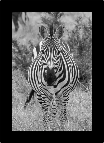 Africa, Kenya, Serengeti Plains, Msai Mara. Plains zebra aka Burchells zebra