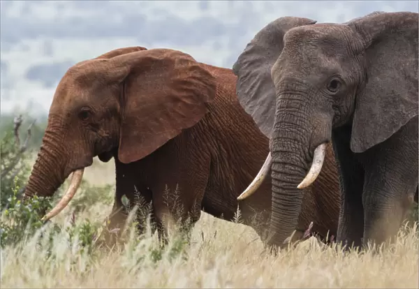 Two African elephants, Loxodonta africana, one of them red for the color of the Tsavo