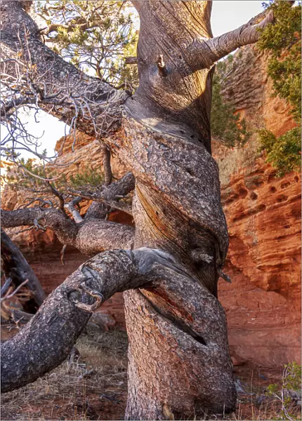 USA, Wyoming. Gnarled and twisted pine tree