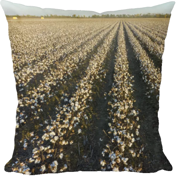 Cotton field at sunset, Stoddard County, Missouri