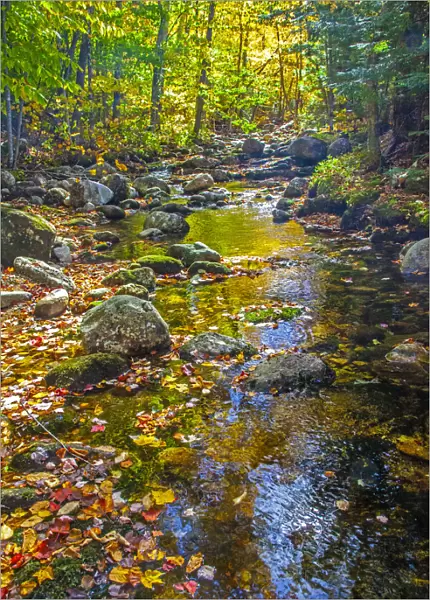 USA, New England, Maine Autumn and stream just off of Wild River Road