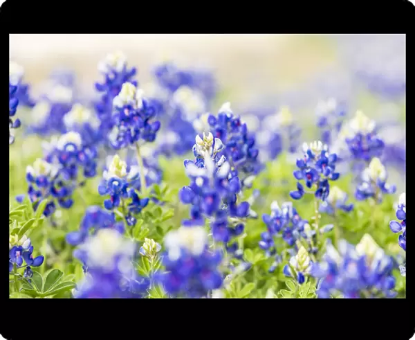 Johnson City, Texas, USA. Bluebonnet wildflowers in the Texas Hill Country