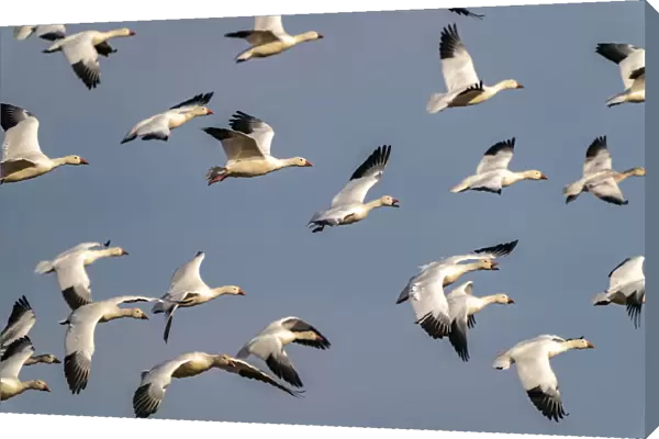USA, New Mexico, Bosque del Apache National Wildlife Refuge. Snow geese flock in flight