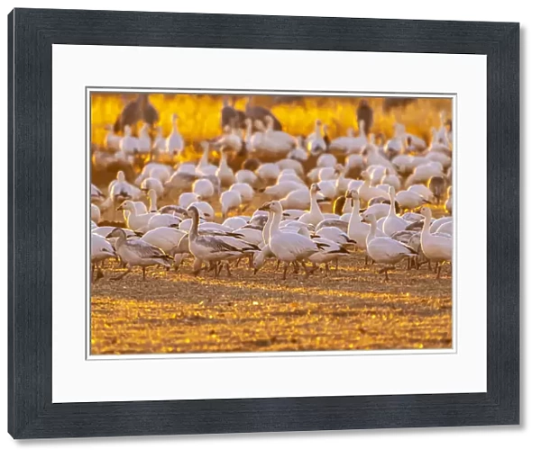 USA, New Mexico, Bernardo Wildlife Management Area. Snow geese feeding at sunset