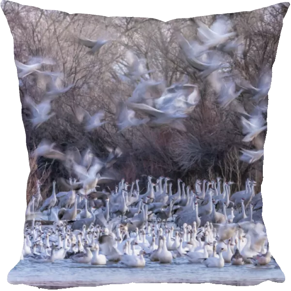USA, New Mexico, Bernardo Wildlife Management Area. Snow geese