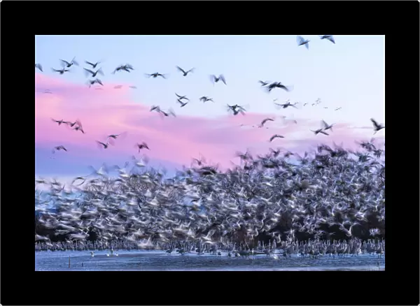 USA, New Mexico, Bernardo Wildlife Management Area. Snow geese take flight over sandhill