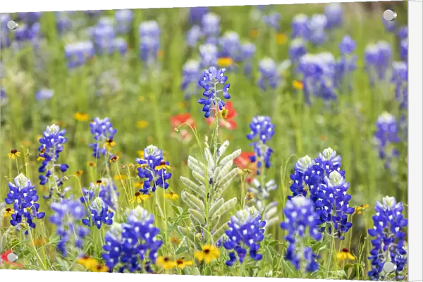 Llano, Texas, USA. Bluebonnet and other wildflowers in the Texas Hill Country