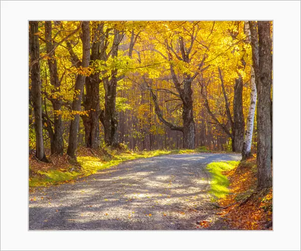 USA, New England, Vermont tree-lined gravel road with Sugar Maple in Autumn