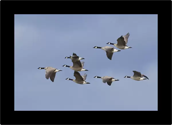 Canada geese flock