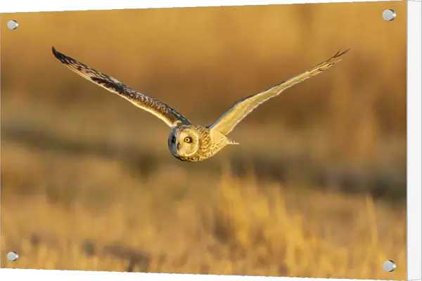 Short-eared owl flying, Prairie Ridge State Natural Area, Marion County, Illinois