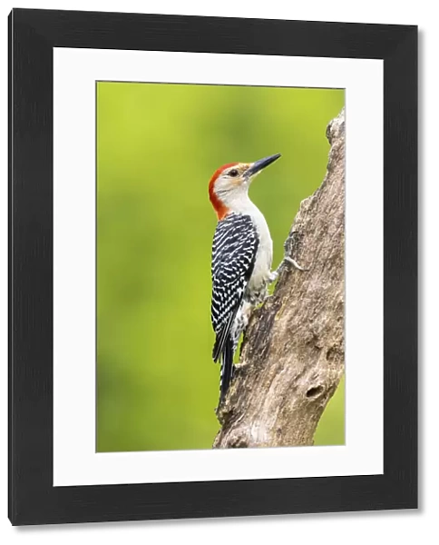 Red-bellied woodpecker male on dead tree, Marion County, Illinois