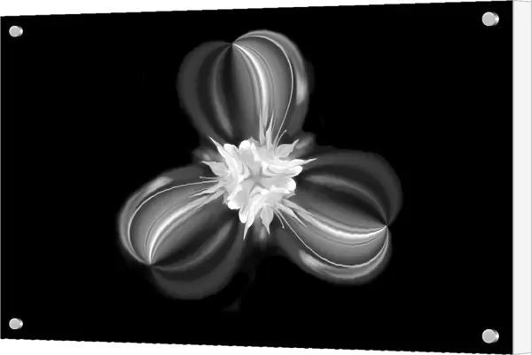 Black and white View Columbine flower, Colorado