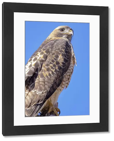 USA, Colorado, Ft. Collins. Adult red-tailed hawk close-up