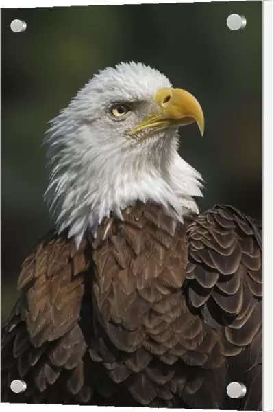 Bald eagle, Florida