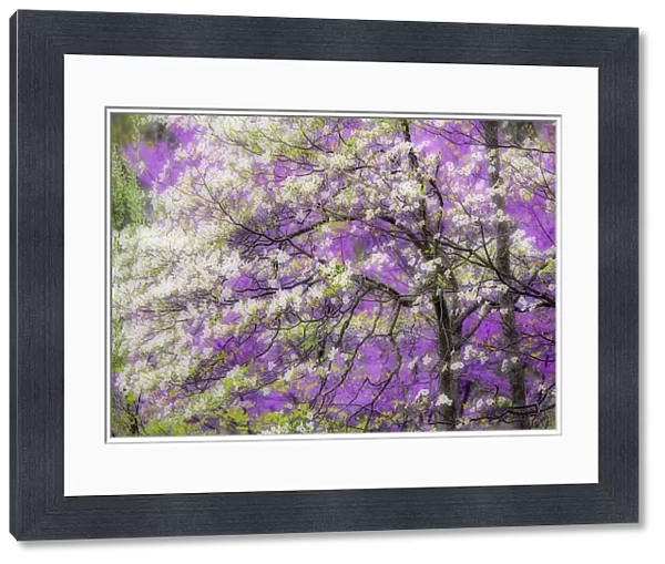 Soft focus view of flowering dogwood tree and distant Eastern redbud, Kentucky
