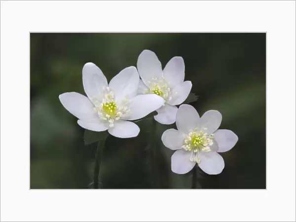 Trio of wood anemone flowers, The Parklands, Louisville, Kentucky