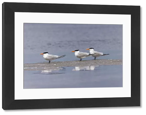 Trio of Royal terns, South Padre Island, Texas